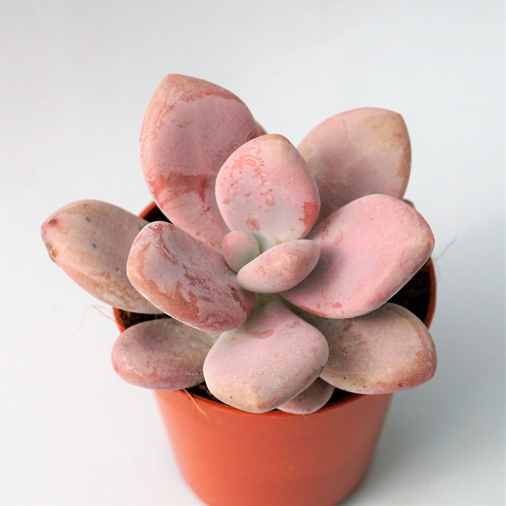 Graptopetalum Murasaki Suculandia