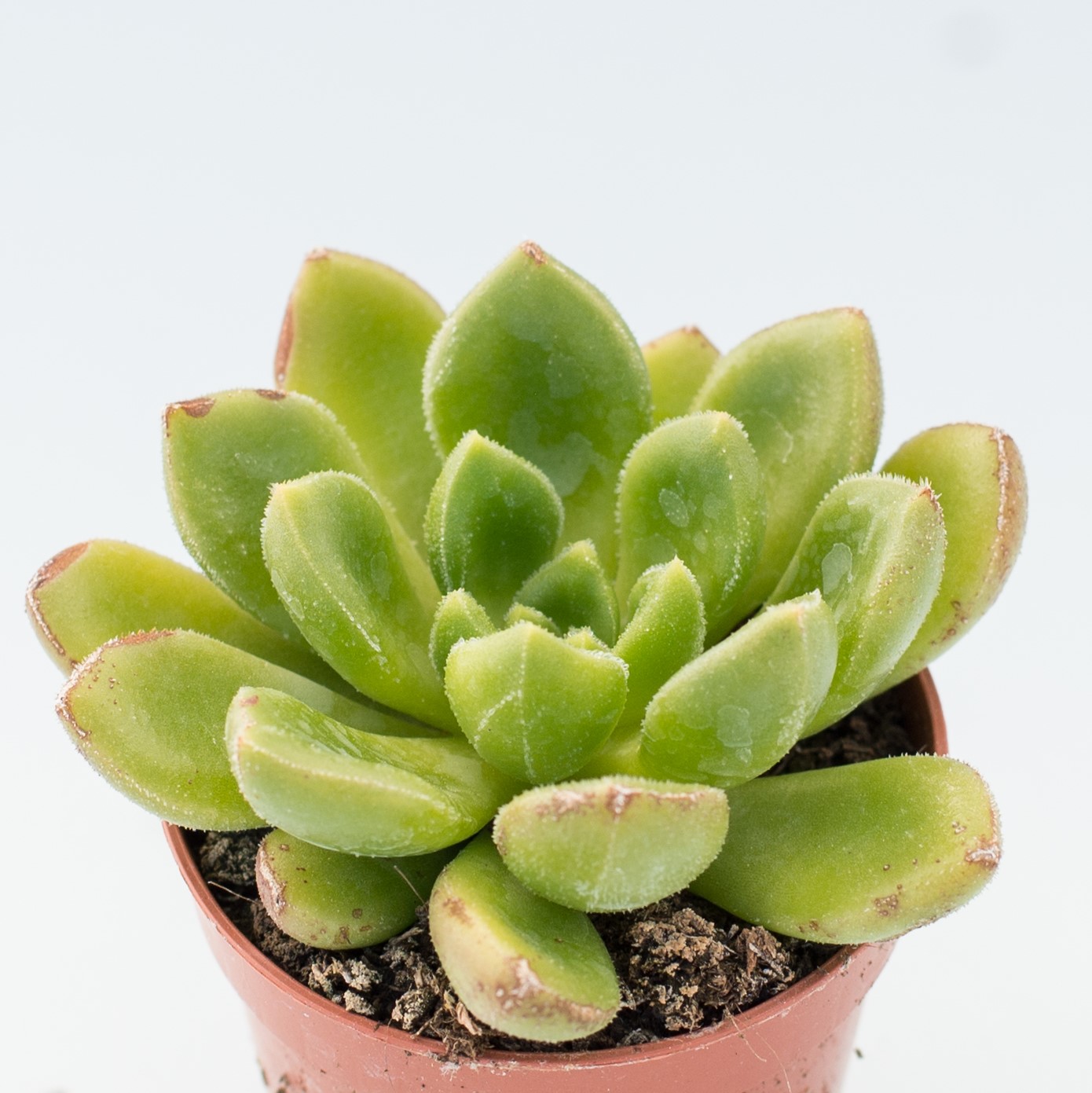 Echeveria setorum victor - Suculandia