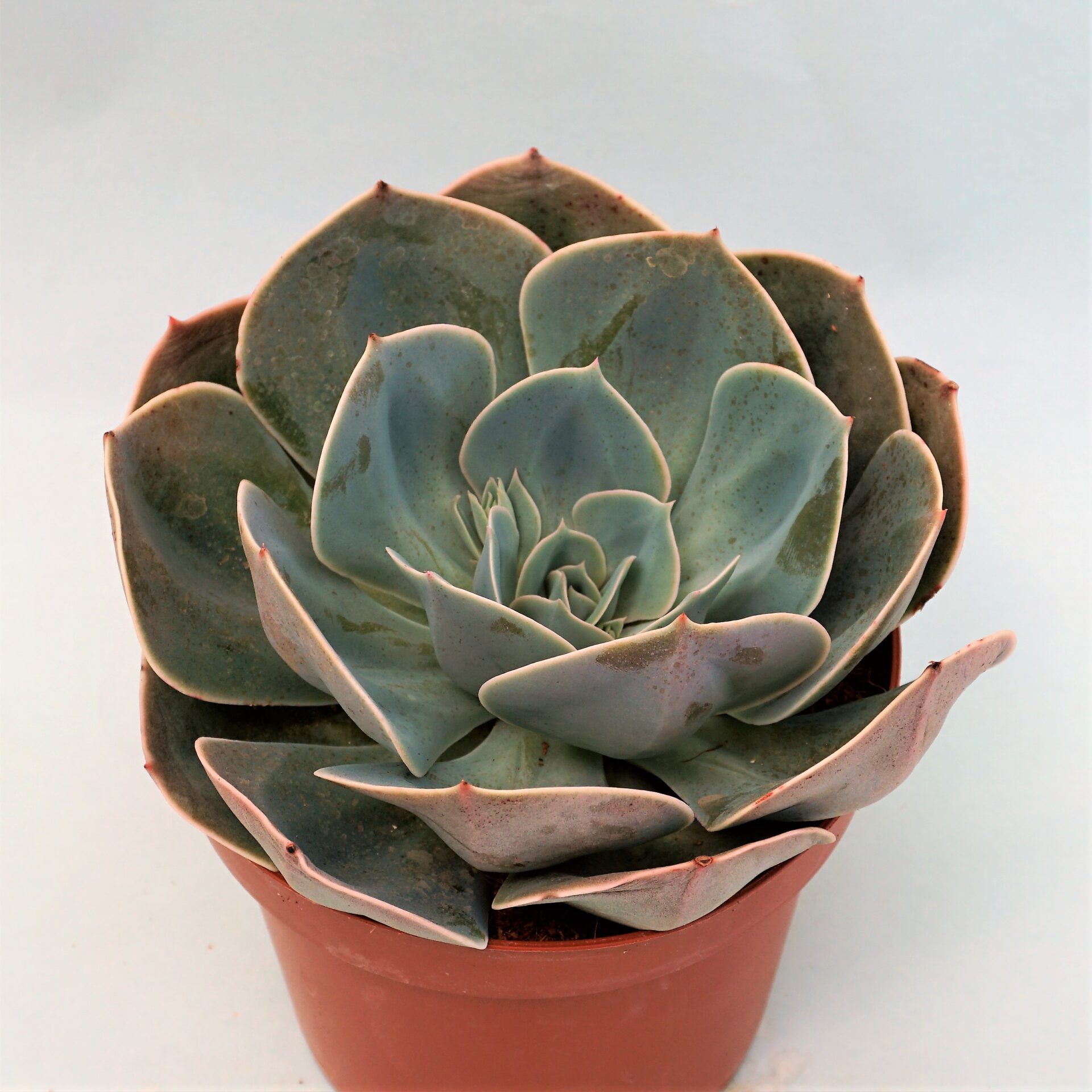 Echeveria glauca secunda - Suculandia