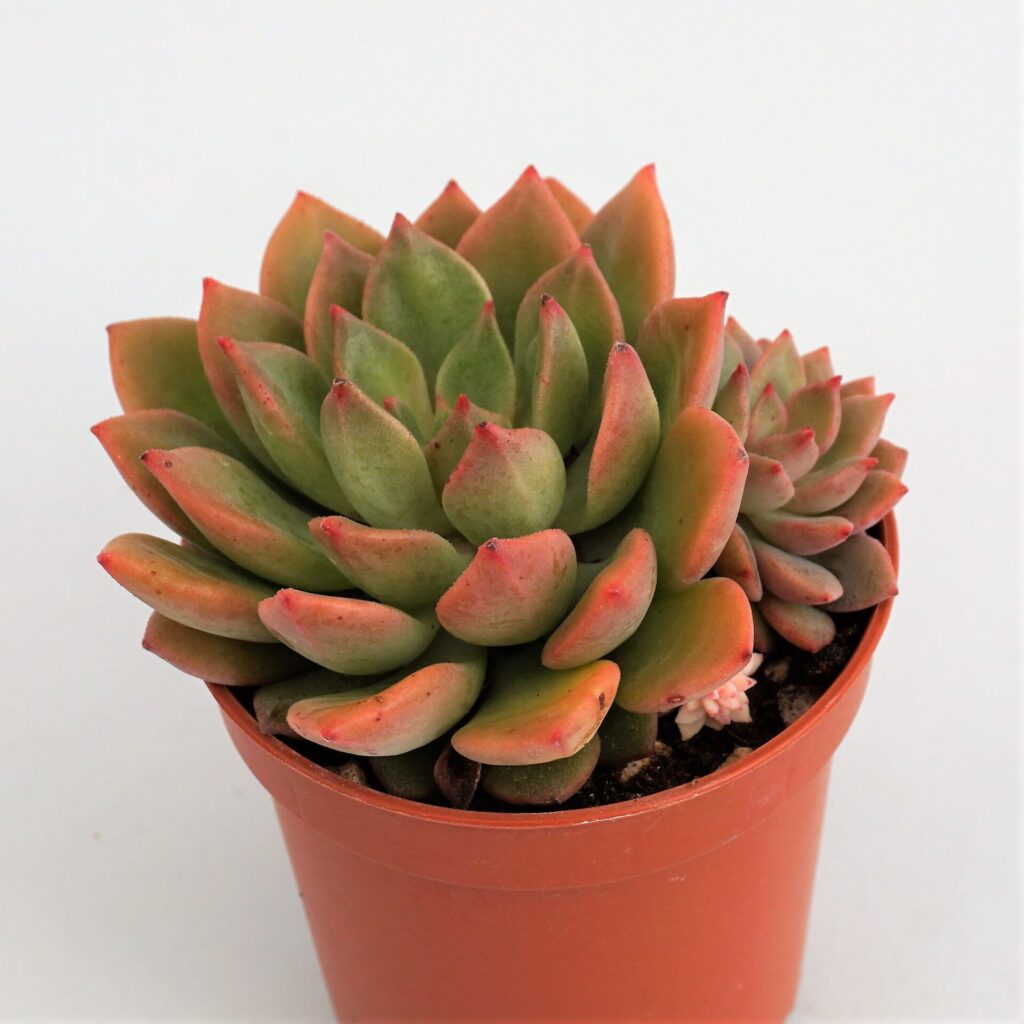 Echeveria Green Emerald Suculandia