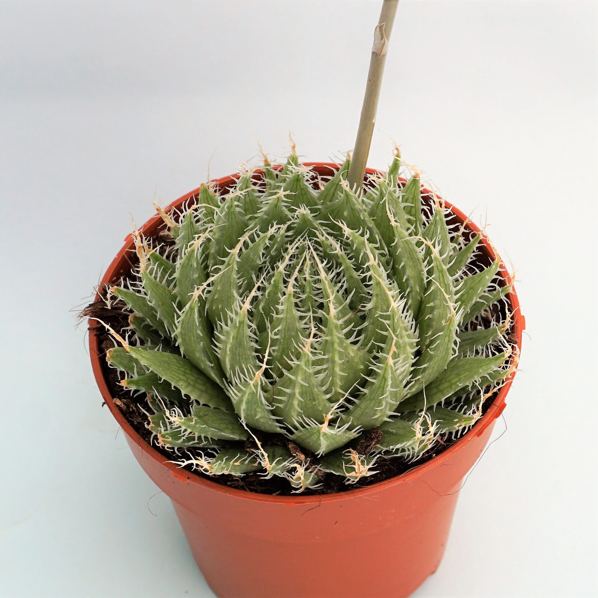 Haworthia semiviva - Suculandia