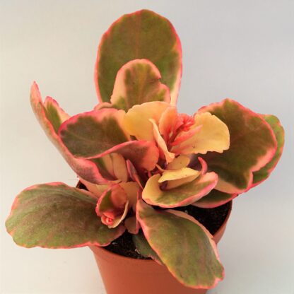 kalanchoe fuego arcoiris