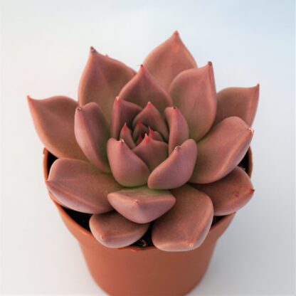 echeveria clarice