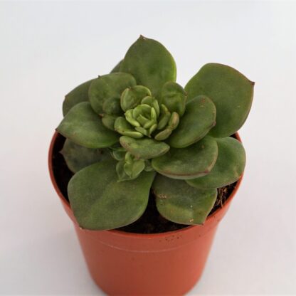 echeveria rolly