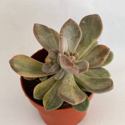 graptophytum supreme variegata