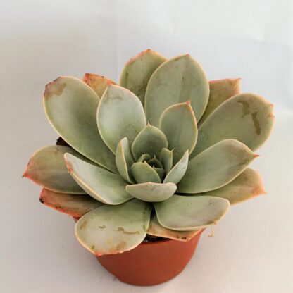 echeveria cante x laui