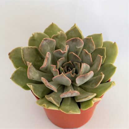 echeveria rippling waters