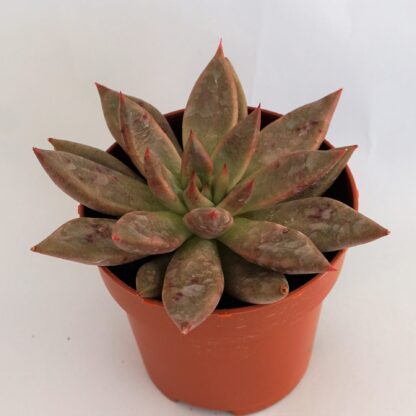 echeveria psyche