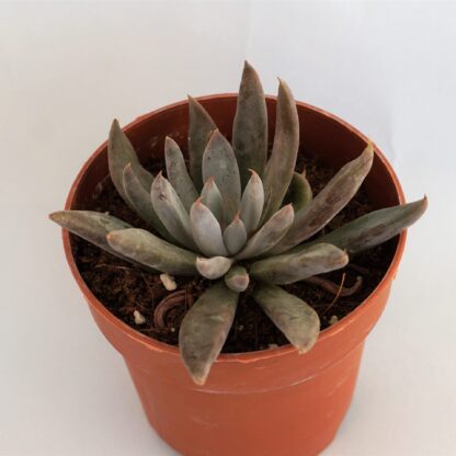 graptoveria arpon