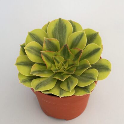 aeonium maybach