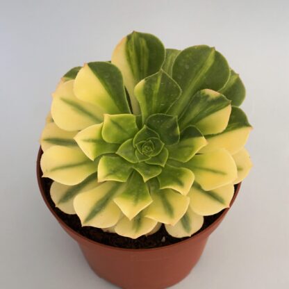 aeonium gold emerald