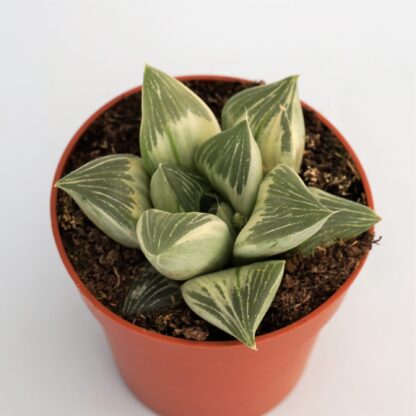 haworthia milky way variegata