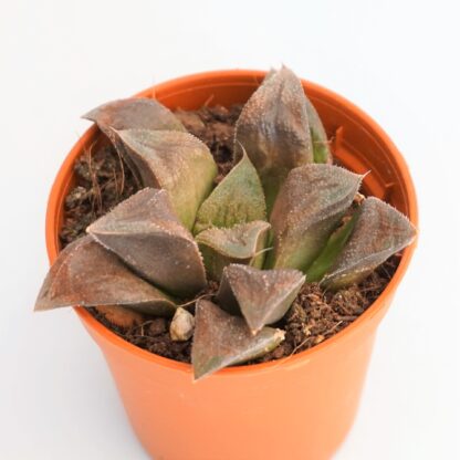 haworthia chocolate