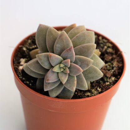 graptosedum alpenglow