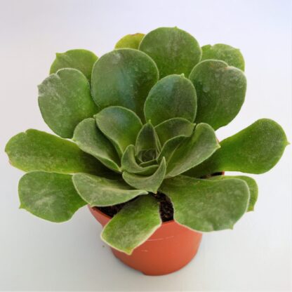 aeonium canariense