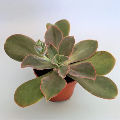 echeveria gibbiflora monalisa