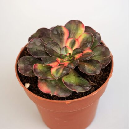 aeonium chanel middle