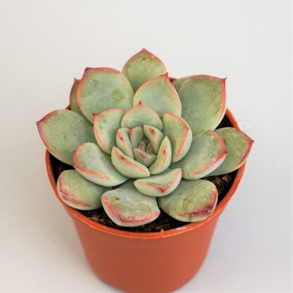 echeveria apus