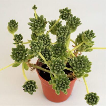 sedum hirsutum