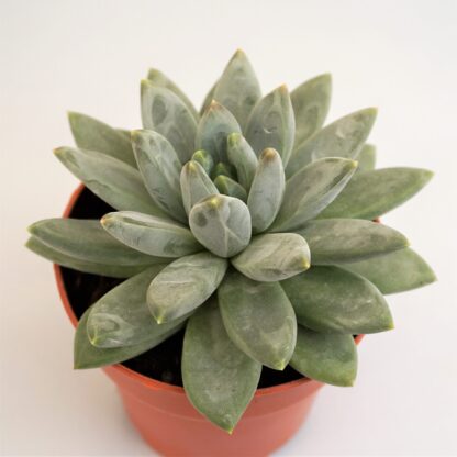 pachyveria glauca little jewel