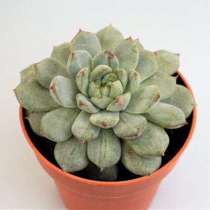 echeveria morado