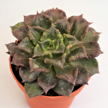 echeveria super bowl