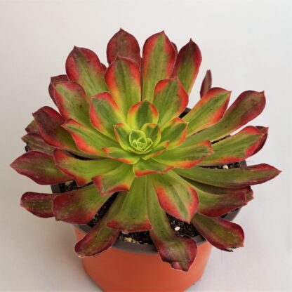 aeonium anna