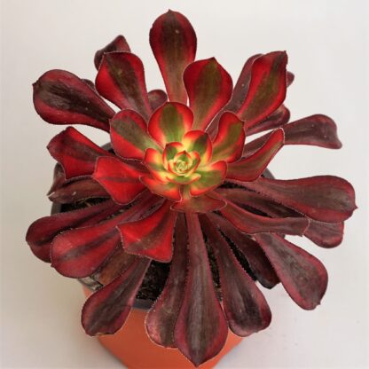 aeonium lina