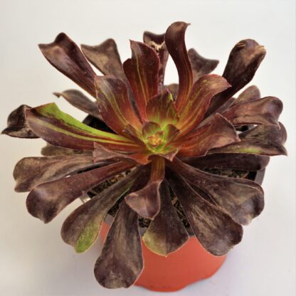 aeonium big bang plus