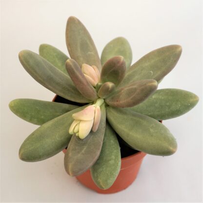 pachyphytum captain jessop