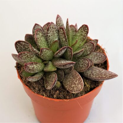 adromischus trigynus calico hearts