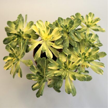 aeonium castello paivae variegata