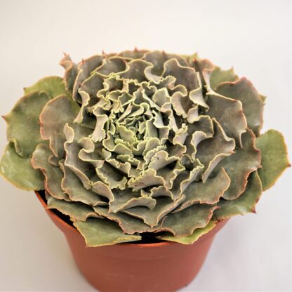 echeveria shaviana truffles