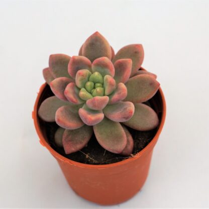 echeveria vienna