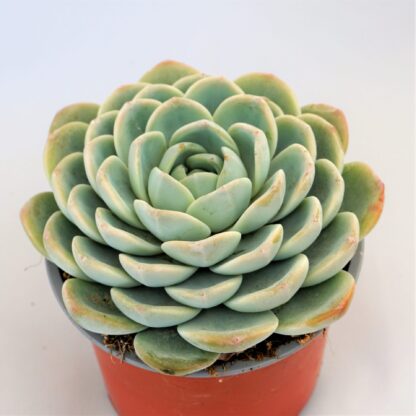 echeveria laui x monroe