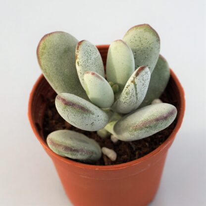 cotyledon orbiculata oophylla